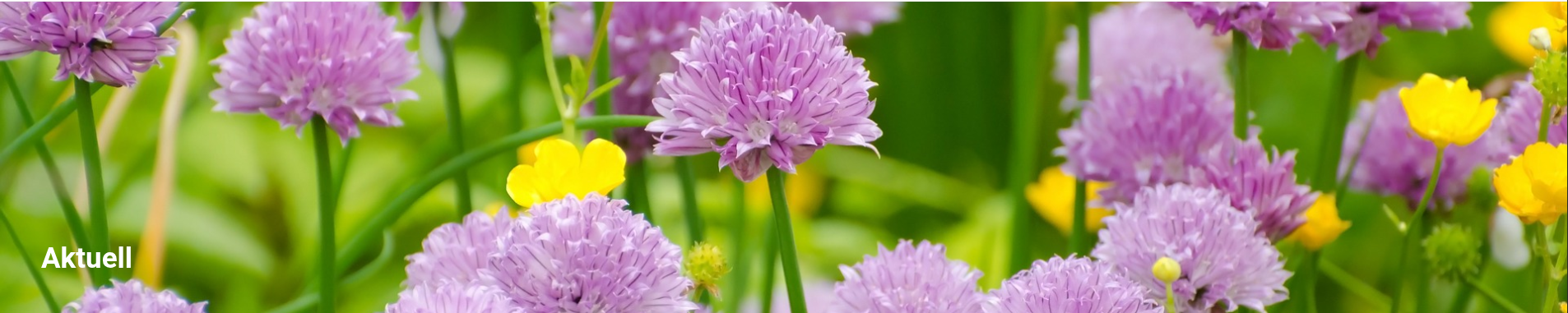 aktuell - zu sehen ist eine Blumenwiese